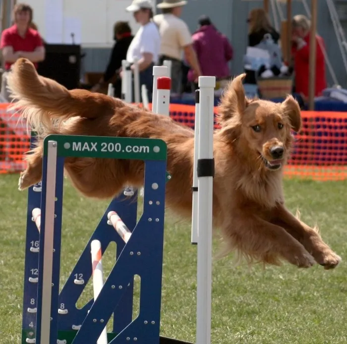 A Golden Retriever leaping an agility jump