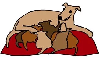 A litter of puppies